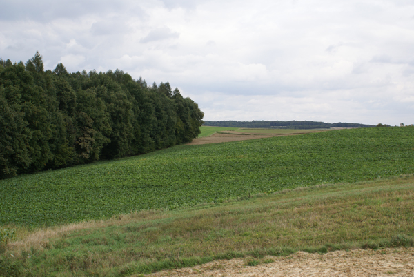 kliknij