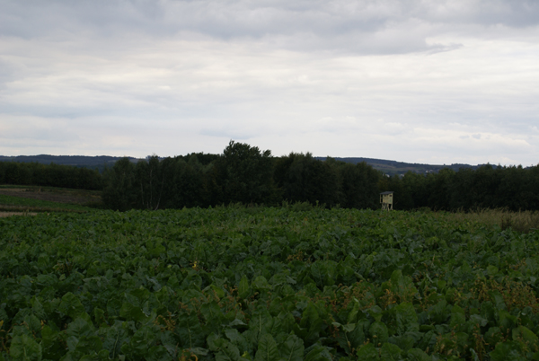 kliknij