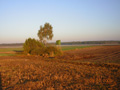 kliknij